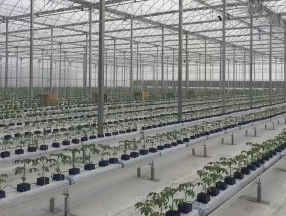 Large greenhouse with seedlings