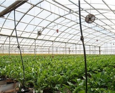 Large hydroponic greenhouses 1