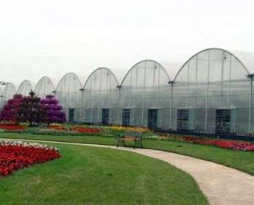 Large tomato greenhouse