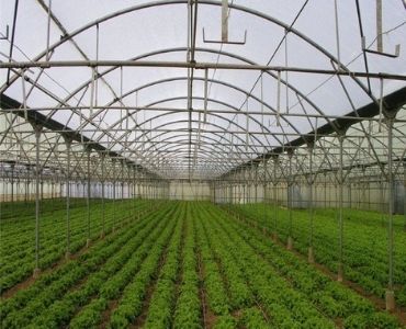 Large vegetable greenhouse