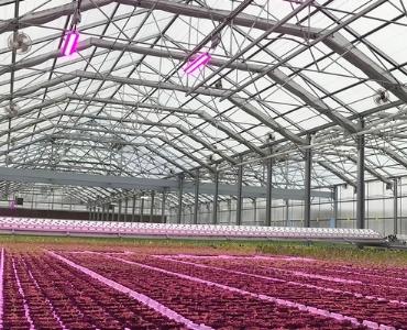 Lighting in Vegetable greenhouse