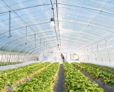 Planted Polycarbonate Greenhouse
