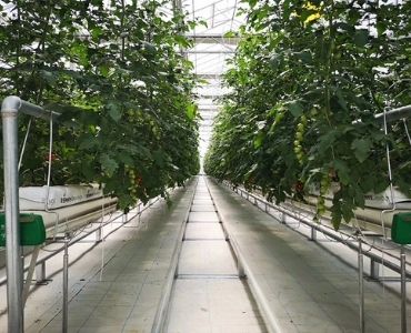 Planted tomato greenhouse