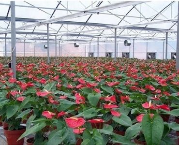 Polycarbonate Panels with Plants