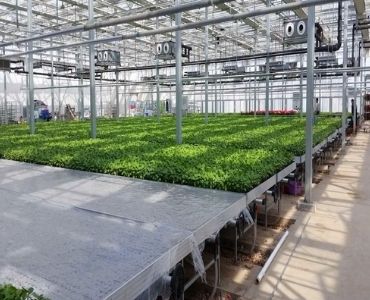 Polycarbonate greenhouse with Benches