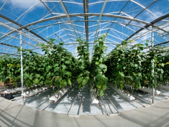 Professional Greenhouse Design