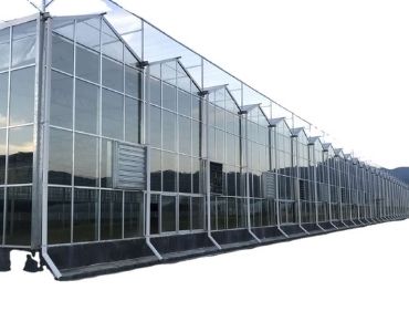 Tomato glass greenhouse