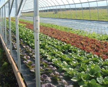 Tomato greenhouse with other plants