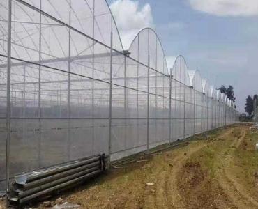 Vegetable Greenhouse Construction