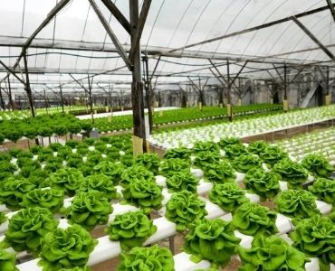 Vegetable greenhouse 2