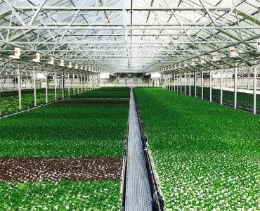 Vegetable greenhouse 3