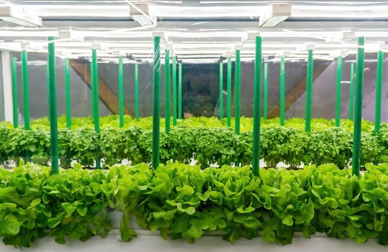 Vegetables growing in a greenhouse
