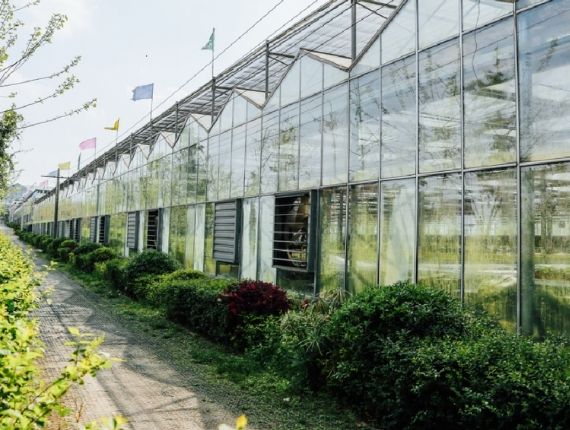 Well-maintained glass greenhouse