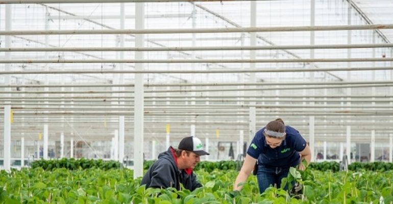 Why choose glass greenhouse
