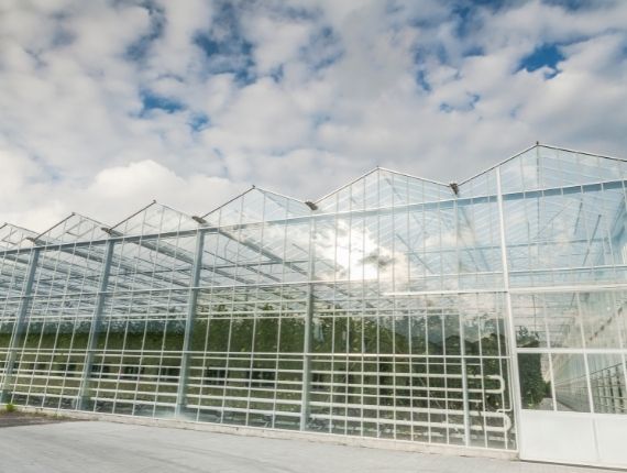 big tomato plant greenhouse