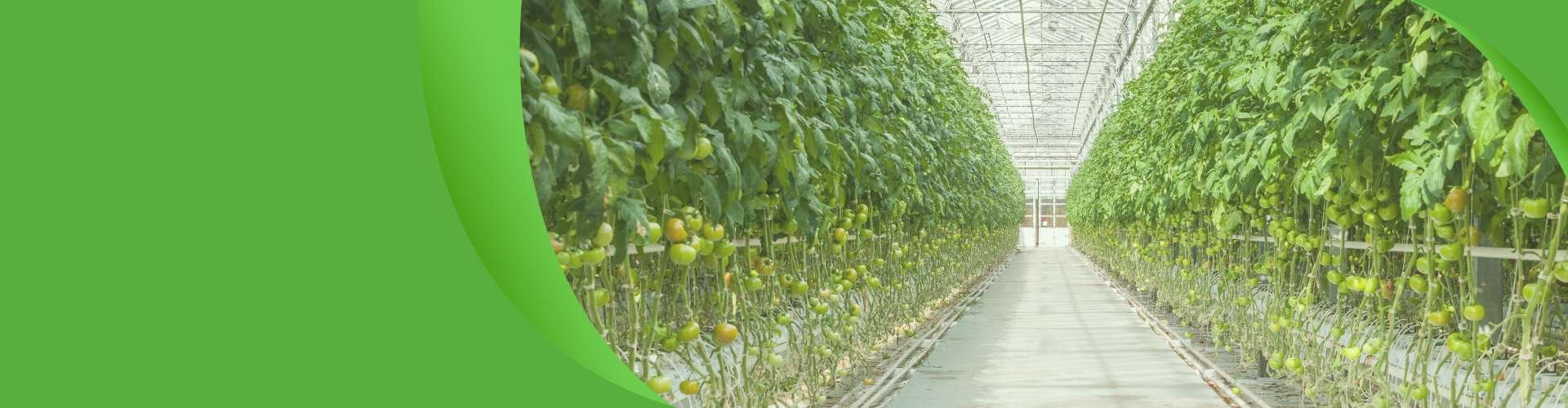 elife tomato greenhouse banner