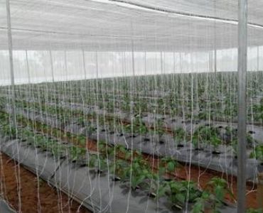 glass tomato greenhouse