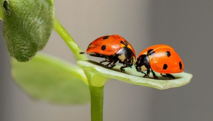 greenhouse pests control