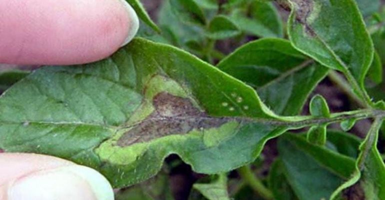 industrial greenhouse disease