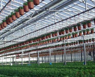 industrial greenhouse with growing flowers