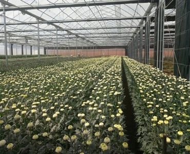 large farm greenhouse