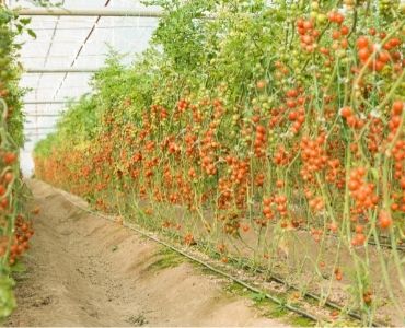 tomato greenhouse growing