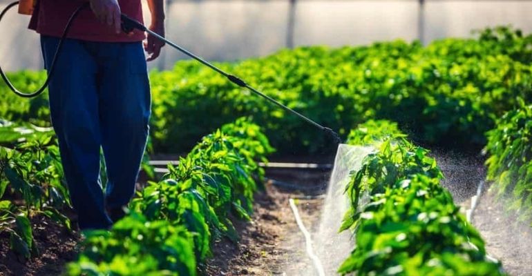 tomato greenhouse pest control