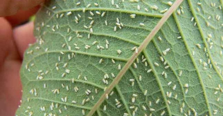 tomato greenhouse pests