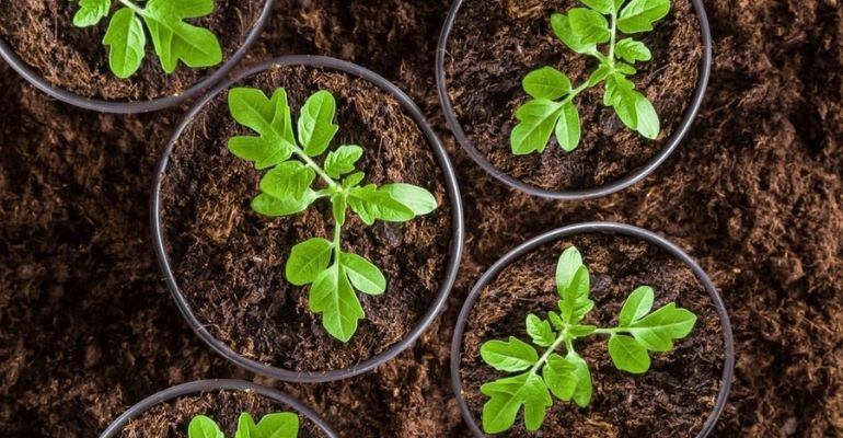 tomato seedlings