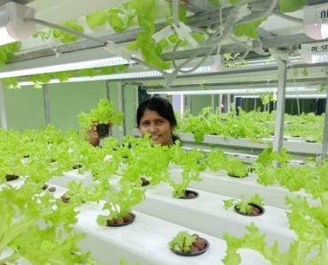 Big commercial hydroponic greenhouse farm