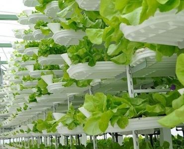 Big commercial hydroponic greenhouse harvesting
