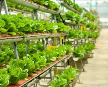 Big commercial hydroponic greenhouse lighting