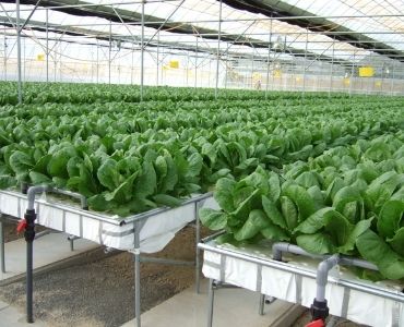 Big commercial hydroponic greenhouse maintenance
