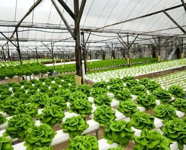 Big commercial hydroponic greenhouse planting
