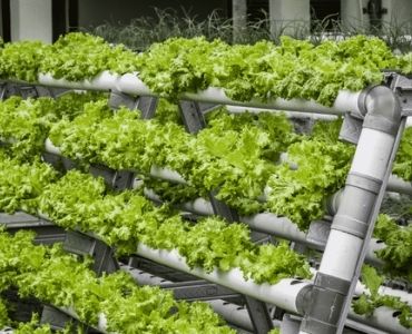Big commercial hydroponic greenhouse ventilation