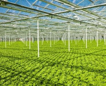 Big glass commercial hydroponic greenhouse