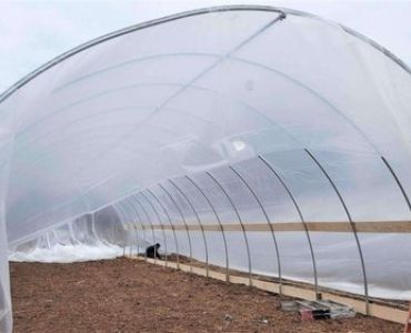Big plastic film greenhouse planting