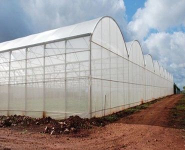 Big plastic film greenhouse with plants