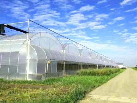 Combined plastic film greenhouse