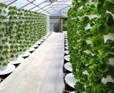 Commercial hydroponic polycarbonate greenhouse