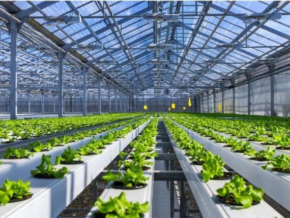 Large scale hydroponic greenhouse