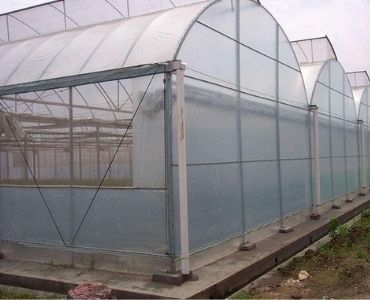Multiple big plastic film greenhouses