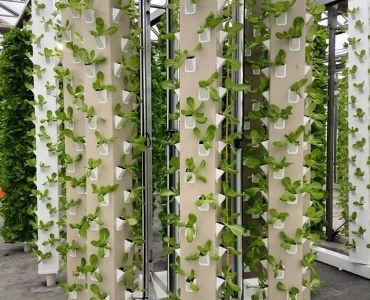 Multiple commercial hydroponic big greenhouses