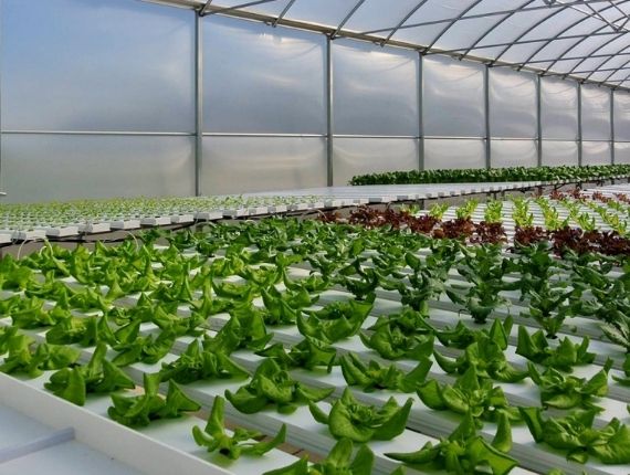 Multiple crops in hydroponic greenhouse