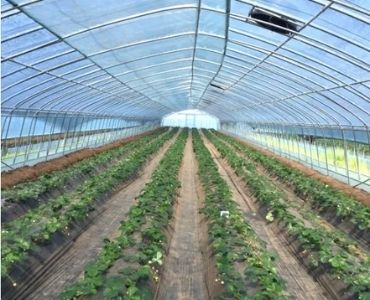 Multispan Vegetable Greenhouse (2)