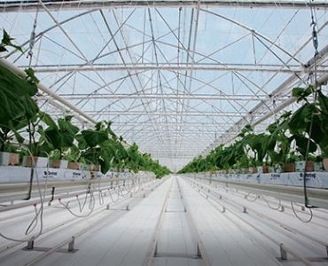 Multispan Vegetable Greenhouse