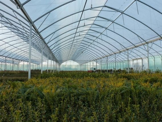 Professionally installed multispan greenhouse