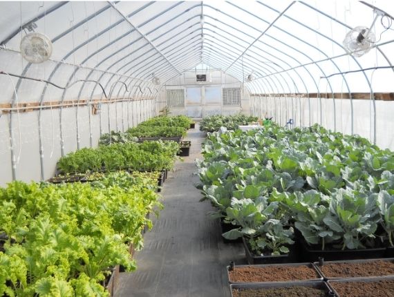Vegetables in greenhosue