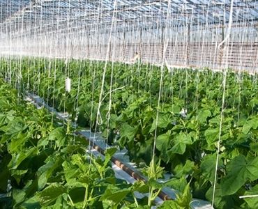 farm greenhouse20