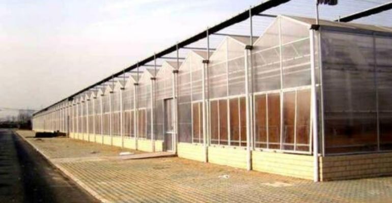 greenhouse in summer